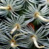 Mammillaria _nana _ssp.duwei _06